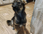 Собаки в Москве: Малышка Вики Девочка, Бесплатно - фото 4