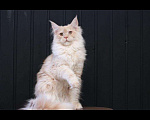Кошки в Кашине: Чистокровные мейнкуны., 45 252 руб. - фото 1