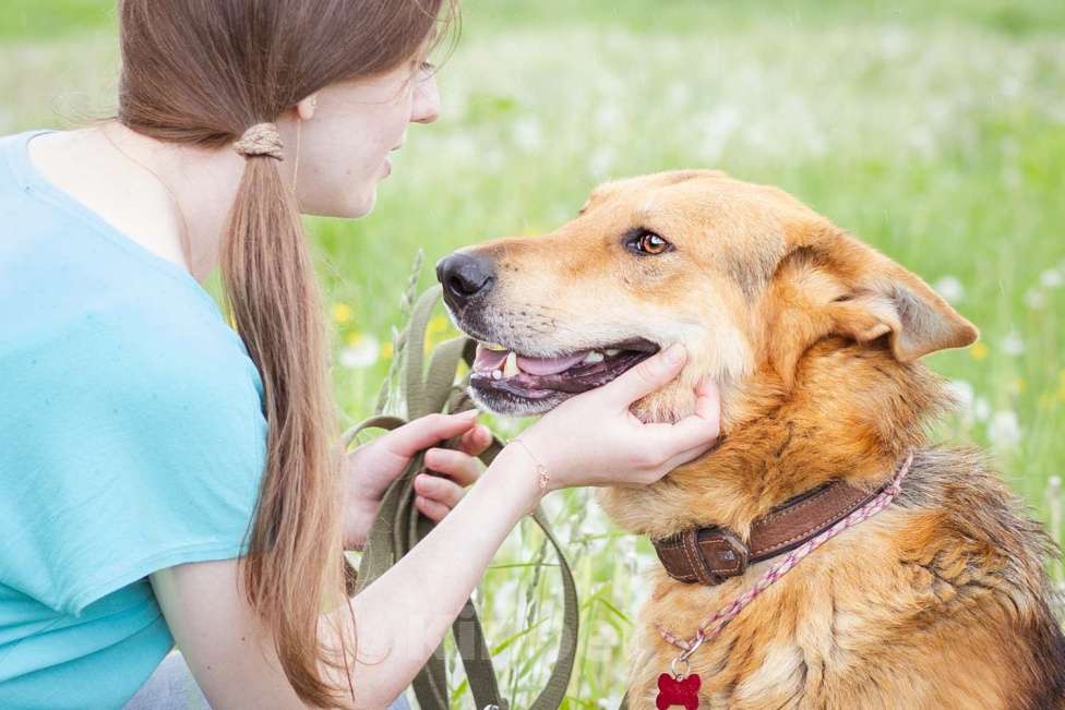 Собаки в Москве: Ласковый мальчишка в добрые руки! Мальчик, Бесплатно - фото 4