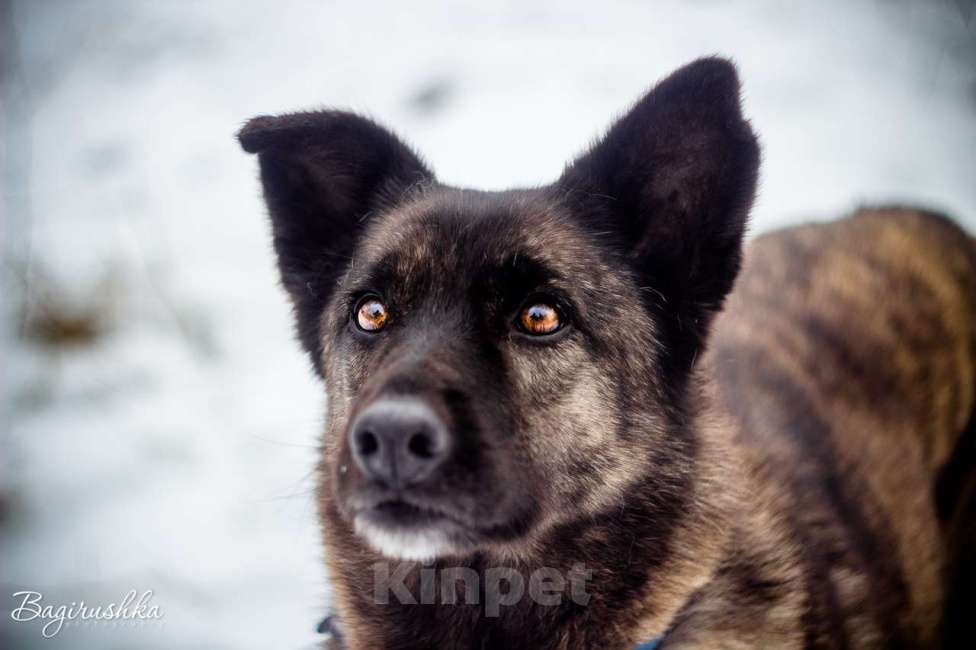 Собаки в Москве: Тигра Девочка, Бесплатно - фото 2