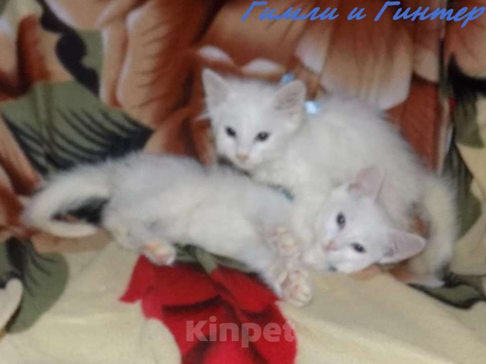 Кошки в Москве: Котята турецкой ангоры Мальчик, 10 000 руб. - фото 7