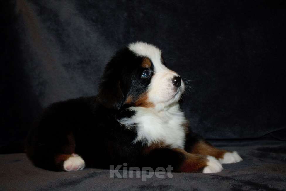 Собаки в других городах Московской области: Бернский зенненхунд Мальчик, 110 000 руб. - фото 3