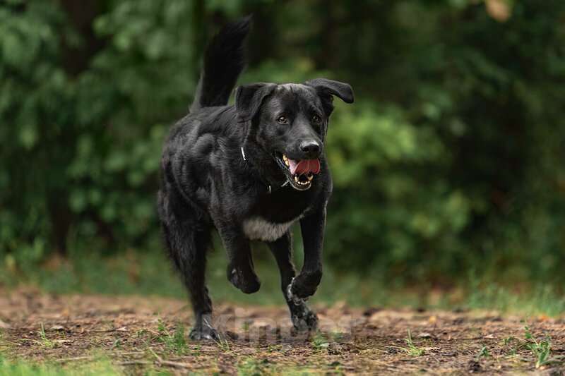 Собаки в Москве: Чёрный богатырь Макс в добрые руки Мальчик, Бесплатно - фото 4