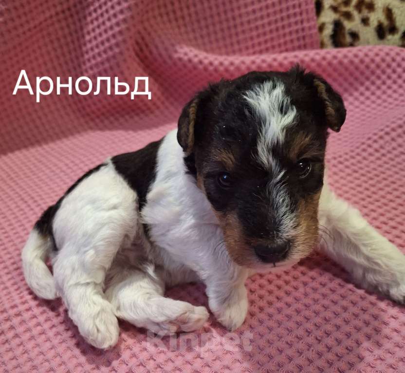 Собаки в Благовещенске: Бронь на щенков жесткошёрстного фокстерьера Мальчик, 35 000 руб. - фото 1