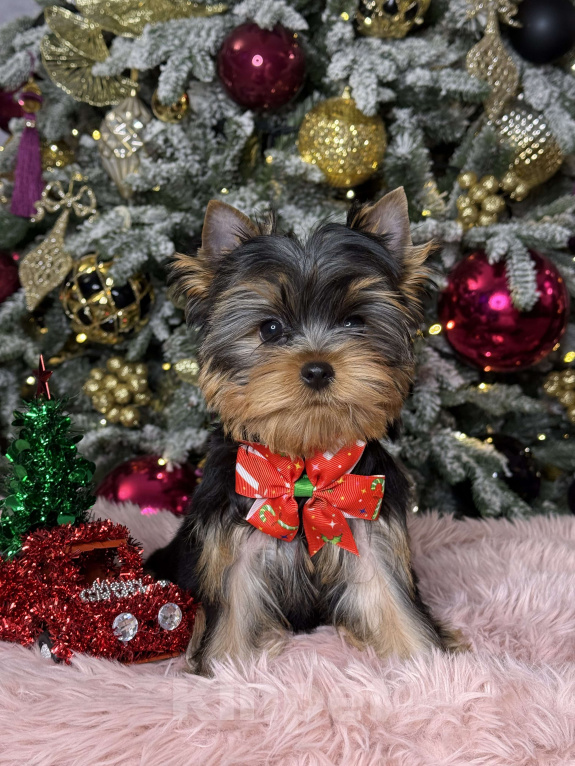 Собаки в Москве: Йоркширский терьер мальчик  Мальчик, 55 000 руб. - фото 8