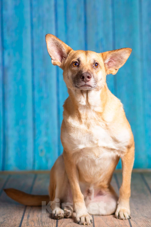 Собаки в Москве: Домашняя собака в поисках семьи Девочка, Бесплатно - фото 10