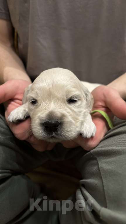 Собаки в Москве: Щенки золотистого ретривера Мальчик, 100 000 руб. - фото 2