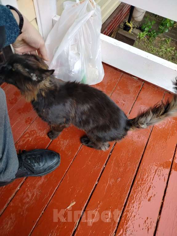 Кошки в других городах Московской области: Найдена кошка Девочка, Бесплатно - фото 3