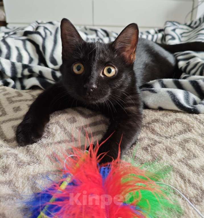 Кошки в Москве: Котёнок ищет дом  Мальчик, Бесплатно - фото 1