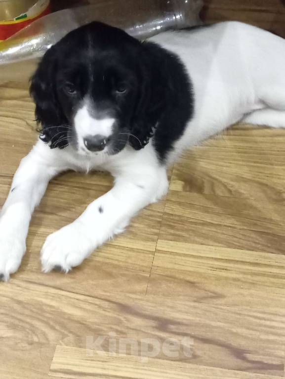 Собаки в Курске: щенки русского охотничьего спаниеля Девочка, Бесплатно - фото 3