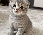 Кошки в Батайске: Шотландцы вислоухие 🐾 Мальчик, Бесплатно - фото 1