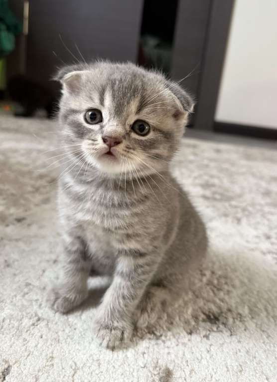 Кошки в Батайске: Шотландцы вислоухие 🐾 Мальчик, Бесплатно - фото 1
