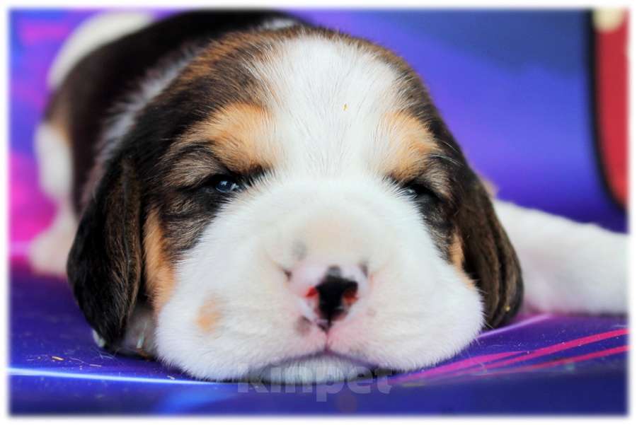 Собаки в Москве: бигли ркф Девочка, 50 000 руб. - фото 5