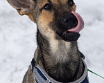 Собаки в Москве: Отдам щенка в добрые руки Девочка, Бесплатно - фото 2