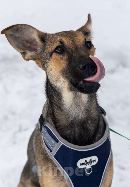 Собаки в Москве: Отдам щенка в добрые руки Девочка, Бесплатно - фото 2