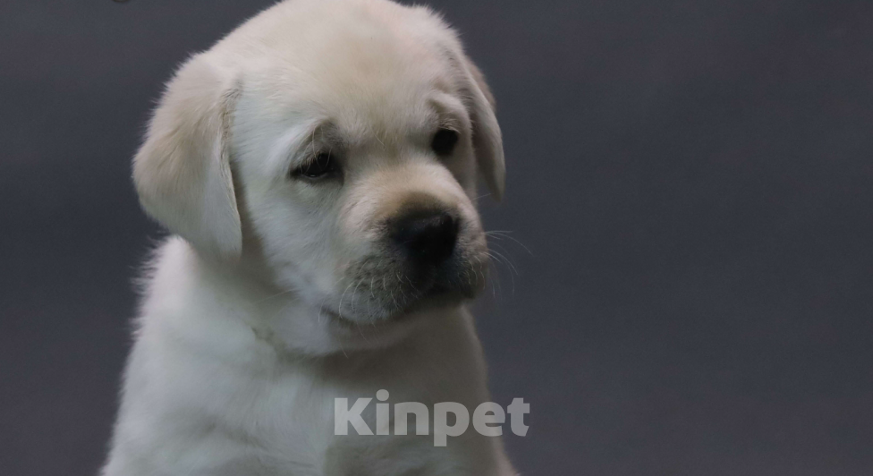 Собаки в других городах Ярославской области: Щенки лабрадора из питомника «Эвалайз» — ваш будущий лучший друг! Мальчик, 80 000 руб. - фото 2