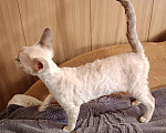 Кошки в Санкт-Петербурге: Котёнок (девочка) Девон-Рекс Девочка, 85 000 руб. - фото 4