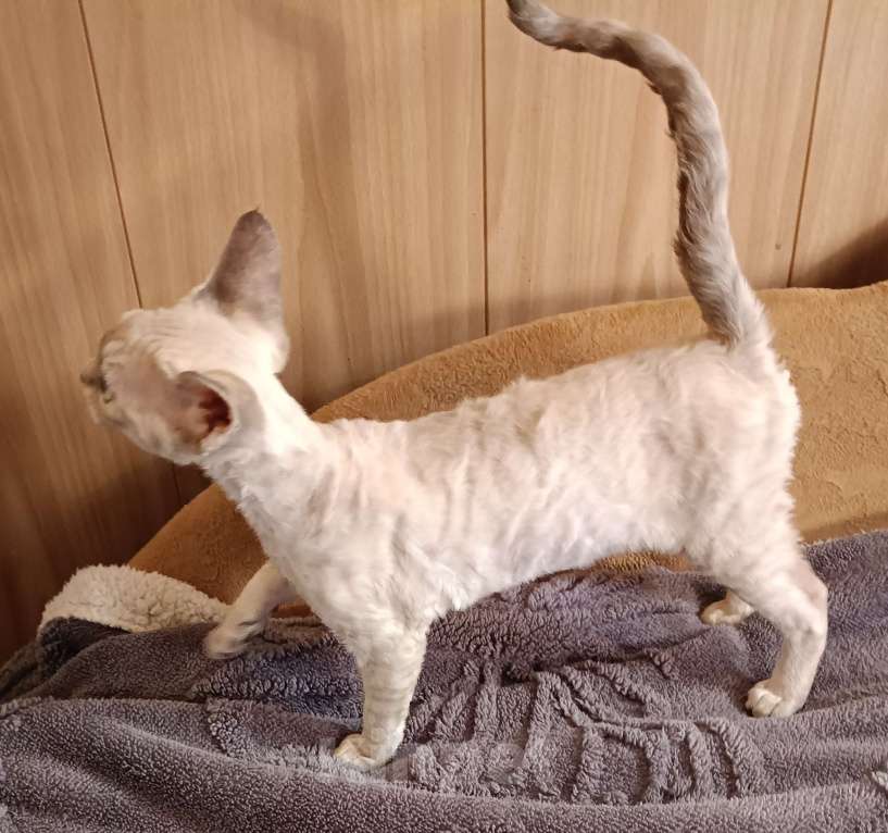 Кошки в Санкт-Петербурге: Котёнок (девочка) Девон-Рекс Девочка, 85 000 руб. - фото 4