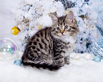 Кошки в Москве: Котенок Дастин Мальчик, 60 000 руб. - фото 7