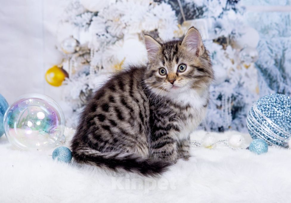 Кошки в Москве: Котенок Дастин Мальчик, 60 000 руб. - фото 7
