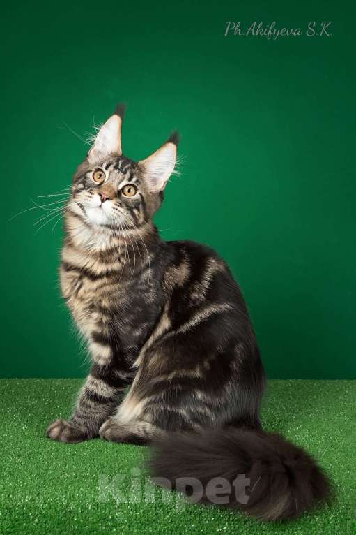 Кошки в Озерске: Котёнок Мейн-кун Оззи Мальчик, 45 000 руб. - фото 1