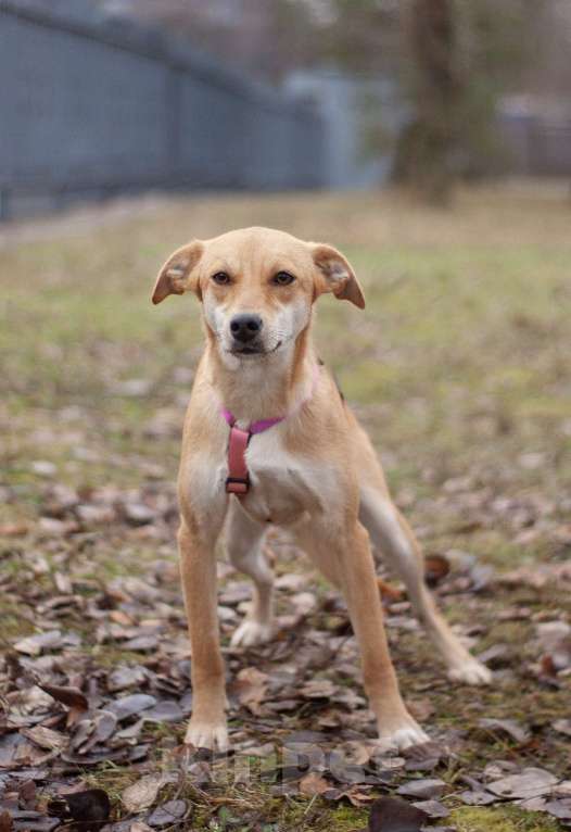 Собаки в Москве: Нежная красавица Одри в поисках дома Девочка, Бесплатно - фото 3