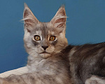 Кошки в Сочи: Котята Мейн-кун Разнополые, 40 000 руб. - фото 3