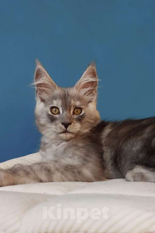 Кошки в Сочи: Котята Мейн-кун Разнополые, 40 000 руб. - фото 3