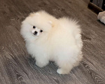 Собаки в Москве: Супер пушистик шпица Мальчик, 75 000 руб. - фото 3