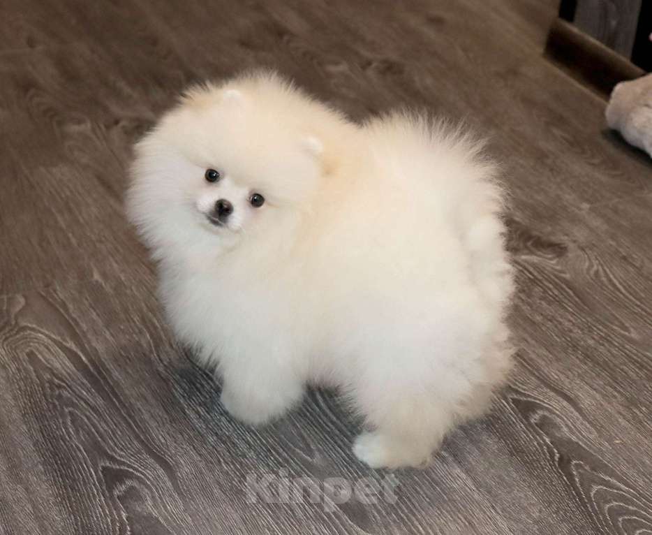 Собаки в Москве: Супер пушистик шпица Мальчик, 75 000 руб. - фото 3