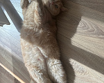 Кошки в Краснодаре: Отдам друга в добрые руки Мальчик, Бесплатно - фото 1