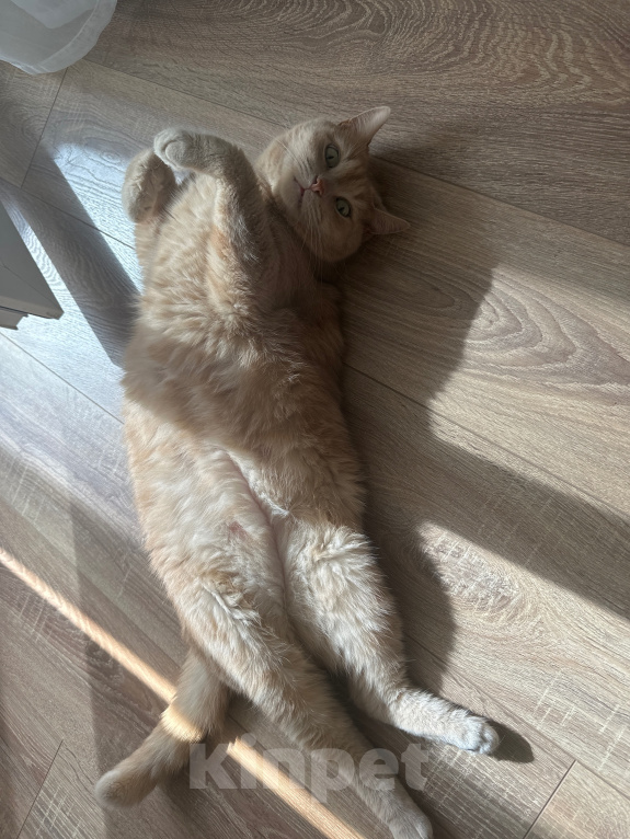 Кошки в Краснодаре: Отдам друга в добрые руки Мальчик, Бесплатно - фото 1