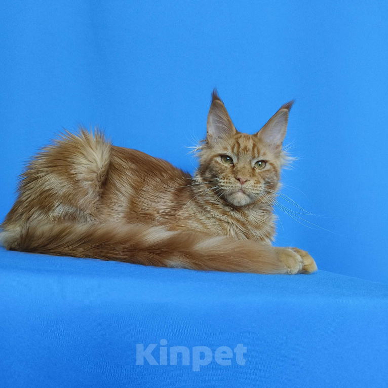 Кошки в Москве: Котёнок Мейн - Кун из питомника Мальчик Мальчик, 60 000 руб. - фото 3