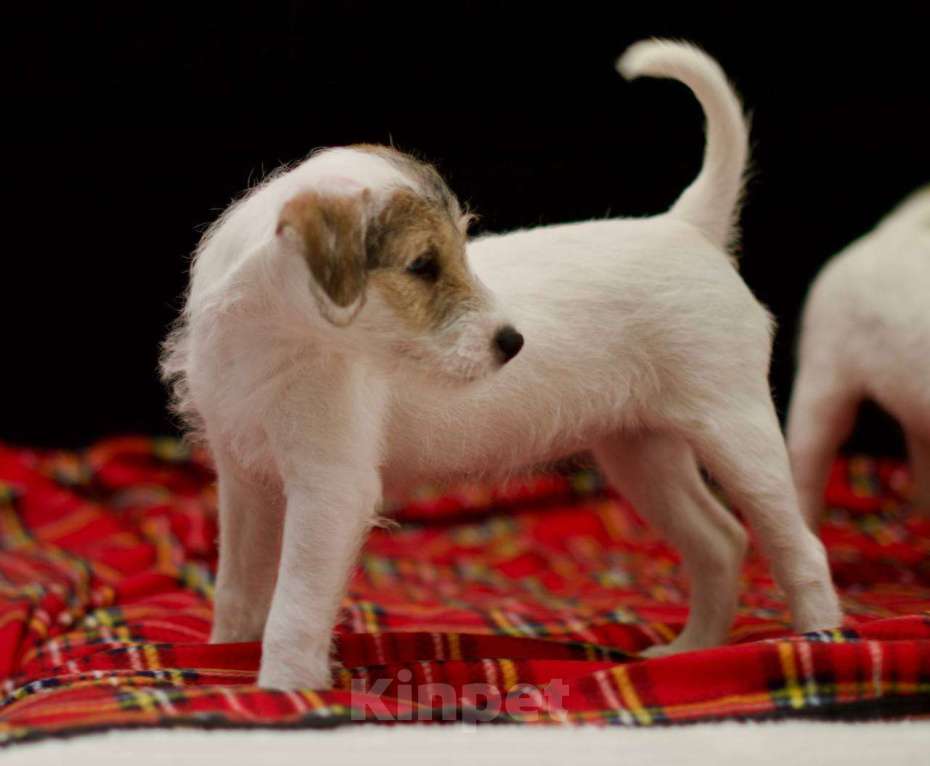 Собаки в Москве: Очень красивая и шустренькая девочка Девочка, 25 000 руб. - фото 1