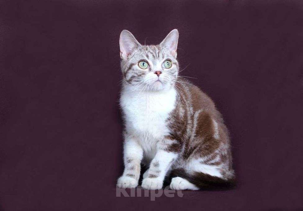 Кошки в Москве: Американский короткошерстный котёнок Мальчик, 60 000 руб. - фото 9