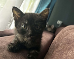 Кошки в Брянске: Котенок в добрые руки  Девочка, Бесплатно - фото 3