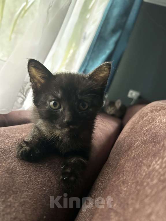 Кошки в Брянске: Котенок в добрые руки  Девочка, Бесплатно - фото 3