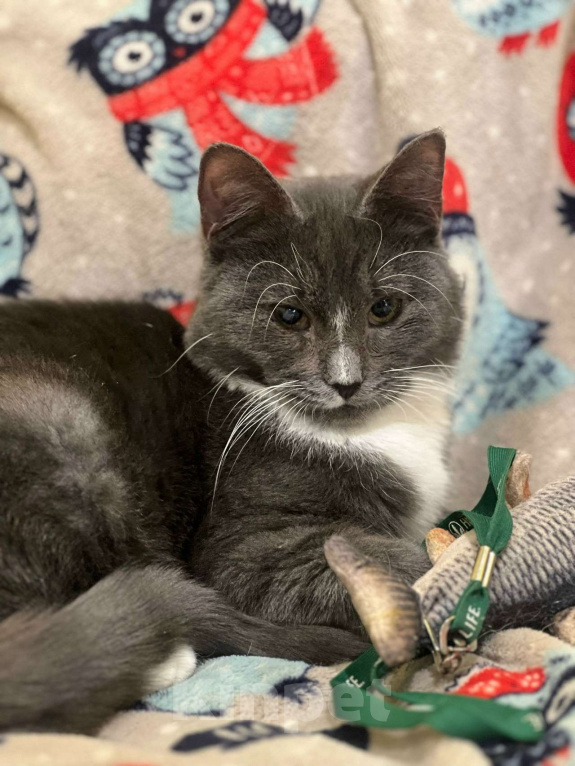 Кошки в Санкт-Петербурге: Котенок Дымок 6 месяцев Мальчик, Бесплатно - фото 5