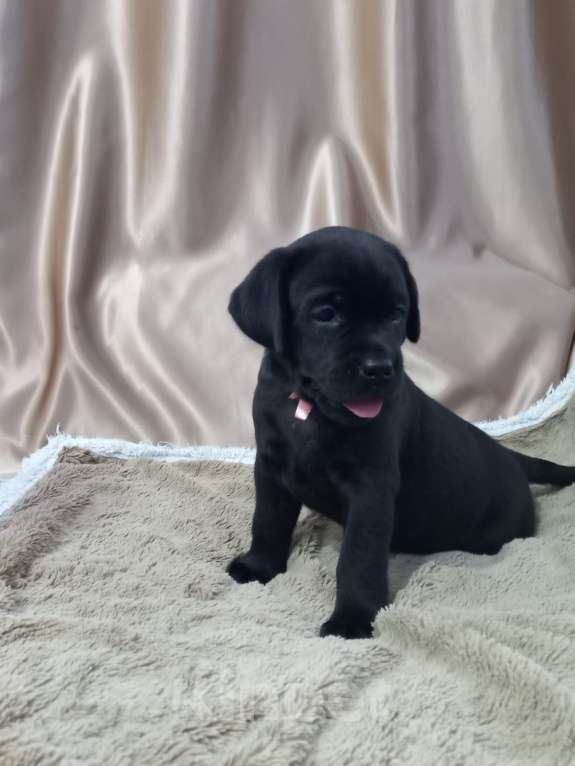 Собаки в Кирове: щенки лабрадора ретривера Мальчик, 40 000 руб. - фото 4