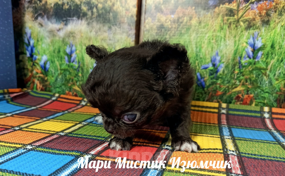 Собаки в Санкт-Петербурге: Мари Мистик Изюмчик Мини чихуахуа Мальчик, 100 000 руб. - фото 3