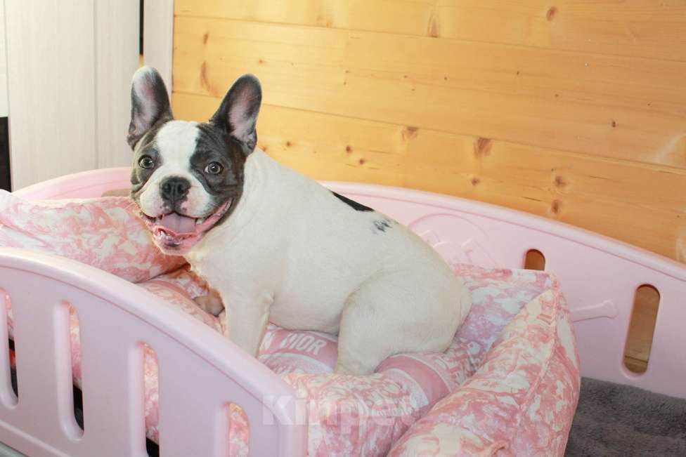 Собаки в Москве: Французская элита Девочка, 100 000 руб. - фото 4