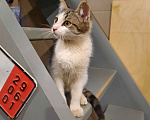Кошки в Лобне: Серо-белый котенок Мальчик, Бесплатно - фото 6