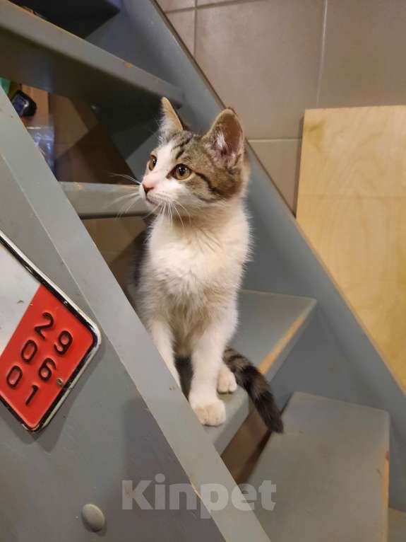 Кошки в Лобне: Серо-белый котенок Мальчик, Бесплатно - фото 6