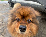 Собаки в Подольске: Потеряли собаку Мальчик, 10 000 руб. - фото 3