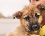 Собаки в Рязани: Щенок от небольшой собачки Мальчик, Бесплатно - фото 2