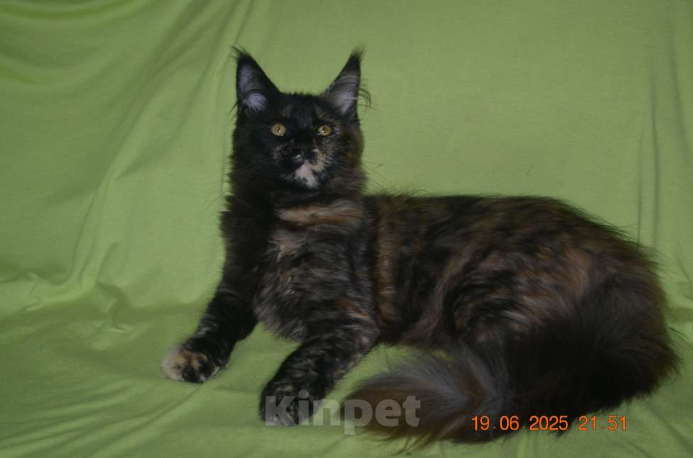 Кошки в Волгограде: Кошечки мейн-кун - для души и разведения Девочка, 5 000 руб. - фото 4