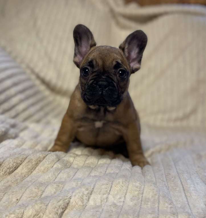 Собаки в Санкт-Петербурге: Шикарная девочка француженка  Девочка, 40 000 руб. - фото 9