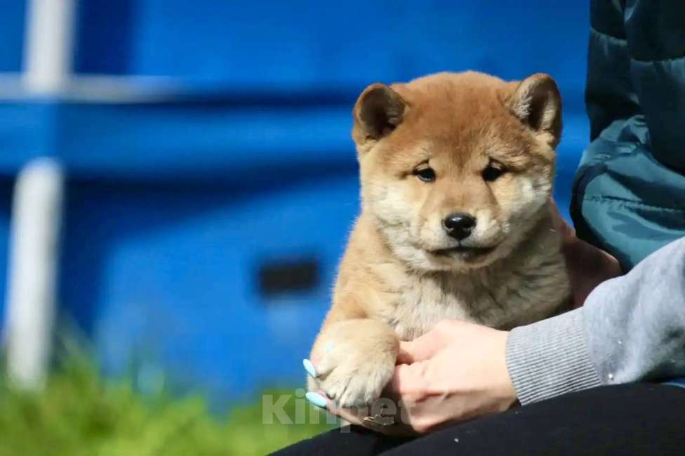 Собаки в Москве: Сиба Ину Мальчик, 50 000 руб. - фото 4
