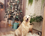 Собаки в Новосибирске: Вязка (Золотистый ретривер), 1 руб. - фото 2