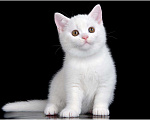 Кошки в Ливны: Котята Британские, 50 000 руб. - фото 6
